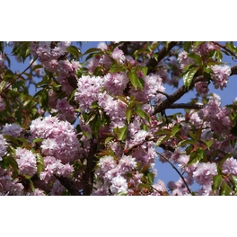 Japanische Nelkenkirsche, Prunus serrulata »Kanzan«, Blätter: grün, Blüten: rosa