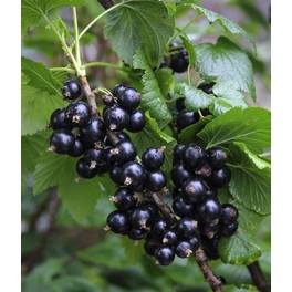 Johannisbeere, Ribes nigrum »Ben Sarek« Blüten: weiß, Früchte: schwarz, essbar