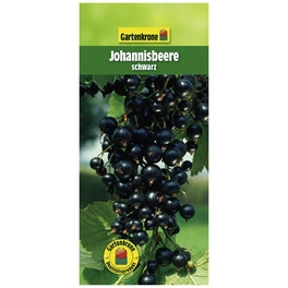 Johannisbeere, Ribes nigrum »Schwarz« Blüten: weiß, Früchte: schwarz, essbar