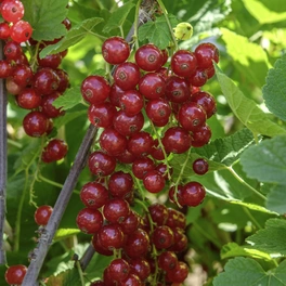 Johannisbeere, Ribes rubrum »Jonkheer V. Tets« Blüten: weiß, Früchte: rot, essbar