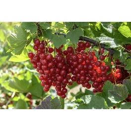 Johannisbeere, Ribes rubrum »Rot«, Frucht: rot, zum Verzehr geeignet