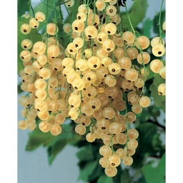 Johannisbeere, Ribes rubrum »Weisse Versailler«, Frucht: weiß, zum Verzehr geeignet
