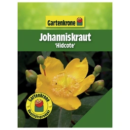 Johanniskraut, Hypericum »Hidcote«, Blätter: grün, Blüten: gelb