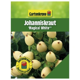 Johanniskraut, Hypericum inodorum »Magical White«, Blätter: grün, Blüten: gelb