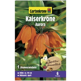 Kaiserkrone Imperialis Fritillaria »Aurora«