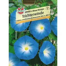 Kaiserwinde »SPERLI's Blaue Königin«, einjährig, wüchsige Schlingpflanze, Höhe bis 300 cm