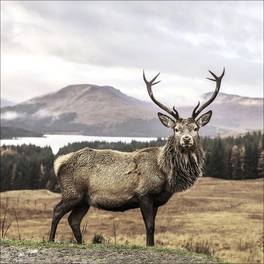Keilrahmenbild »Deer In A Field«, Rahmen: Holzwerkstoff, natur