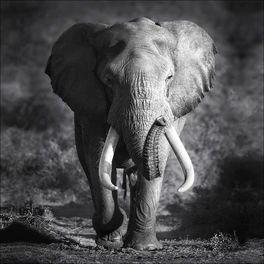Keilrahmenbild »Grey Elephant Head«, Rahmen: Holzwerkstoff, natur