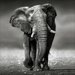 Keilrahmenbild »Grey Elephant«, Rahmen: Holzwerkstoff, natur