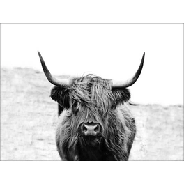 Keilrahmenbild »Scottish Highland Cattle«, Rahmen: Holzwerkstoff, natur