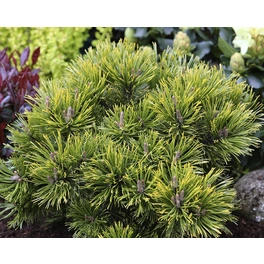 Kiefer, Pinus mugo »Wintergold«, immergrün