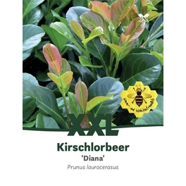 Kirschlorbeer, Prunus laurocerasus »Diana«, Blätter: grün, Blüten: weiß
