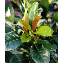 Kirschlorbeer, Prunus laurocerasus »Etna«, Blätter: dunkelgrün, Blüten: cremeweiß