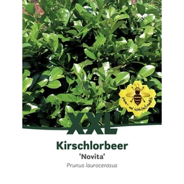 Kirschlorbeer, Prunus laurocerasus »Novita«, Blätter: dunkelgrün, Blüten: weiß
