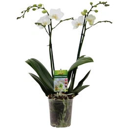Kleinblumige Schmetterlingsorchidee, Phalaenopsis hybride, Blüte: weiß, im Topf
