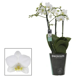 Kleinblumige Schmetterlingsorchidee, Phalaenopsis multiflora, Blüte: weiß