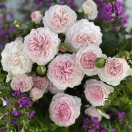 Kleinstrauchrose, Rosa »Larissa®«, Blüten: rosa