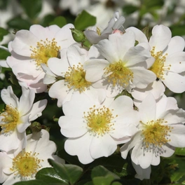 Kleinstrauchrose, Rosa »Medeo®«, Blüten: weiß/rosa