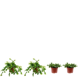 Kletterfeige Ficus Pumilla, 3er-Set, grün/bunt, Topf-Ø: 10 cm