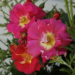 Kletterrose, Rosa »Bajazzo®«, Blütenfarbe: gelb/rosa