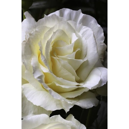 Kletterrose, Rosa hybrida »Elfe«, Blütenfarbe: grünlichweiß