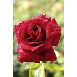 Kletterrose, Rosa hybrida »Musimara«, Blütenfarbe: rot