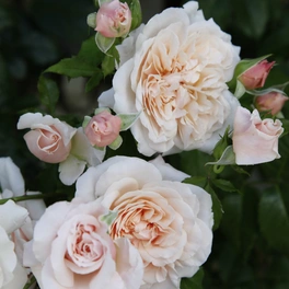Kletterrose Rosa »Rose de Tolbiac®«