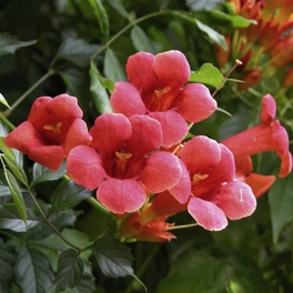 Klettertrompete, Campsis »Fire Trumpet®«, Höhe: 80 - 100 cm, Blütenfarbe: rot