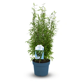 Klimafreundlicher Bambus, Fargesia nitida »Wisebear«, max. Wuchshöhe: 400 cm