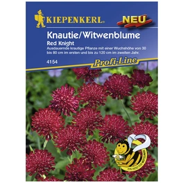Knautie / Witwenblume, Knautia macedonica, Samen, Blüte: rot