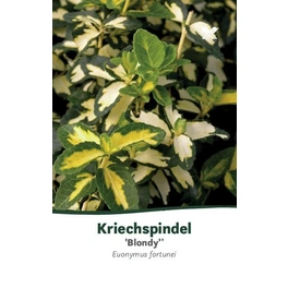Kriechspindel, Euonymus fortunei »Blondy«, Blätter: grün/gelb, Blüten: gelb
