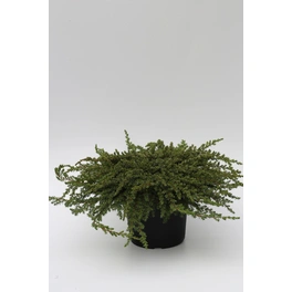 Kriechwacholder 'Green Mantle', Juniperus communis, immergrün