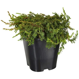 Kriechwacholder, Juniperus communis »Green Carpet«, winterhart