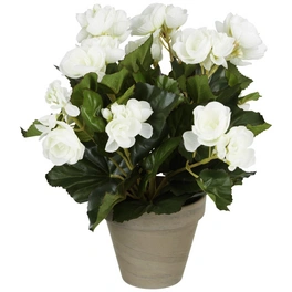 Kunstblume, Begonia, weiß, rund