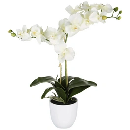 Kunstblume, Phalaenopsis Orchidee, creme