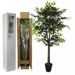 Kunstpflanze, Ficus, Höhe: 165 cm