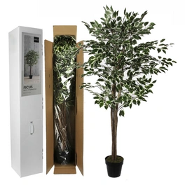 Kunstpflanze, Ficus, Höhe: 165 cm