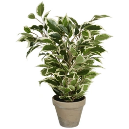 Kunstpflanze, Ficus Natasja, grün/beige