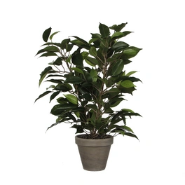 Kunstpflanze, Ficus Natasja, Höhe: 40 cm
