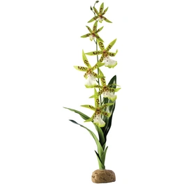 Kunstpflanze, Rainforest Ground Plants - Spinnen Orchidee