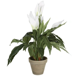 Kunstpflanze, Spathiphyllum, weiß