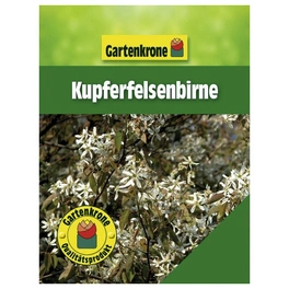Kupferfelsenbirne, Amelanchier lamarckii, Blätter: grün, Blüten: weiß