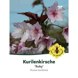Kurilenkirsche, Prunus kurilensis »Ruby«, Blätter: grün, Blüten: rosa