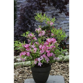 Laubabwerfende Duftazaleen, Rhododendron viscosum »Pink and Sweet«, hellrosa, Höhe: 30 - 50 cm