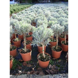 Lavendel, Lavandula angustifolia, aktuelle Pflanzenhöhe ca.: 50 cm, im Topf