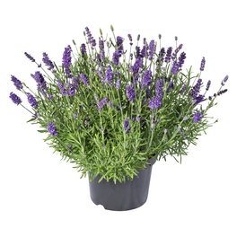 Lavendel »Lavandula angustifolia«, blau, winterhart