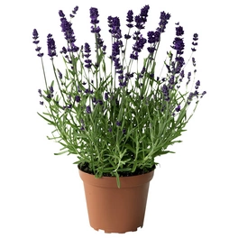 Lavendel »Lavandula angustifolia«, blauviolett, winterhart