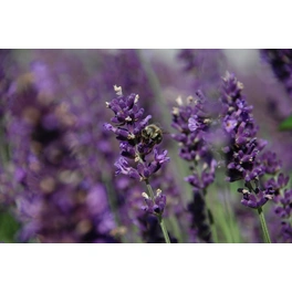 Lavendel, Lavandula angustifolia, Blüte: violett, kerzenblütig