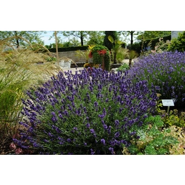 Lavendel »Lavandula angustifolia«, violett, winterhart