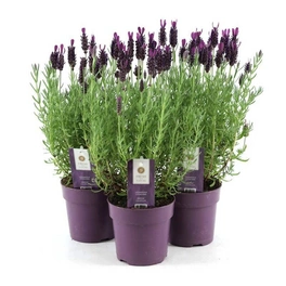Lavendel, Lavandula stoechas »Annouk«, Blüte: gemischt, einfach